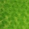 1 Yard Rosebud Minky Fabric Plush Textured Soft Material for Blankets 60 Inch Width